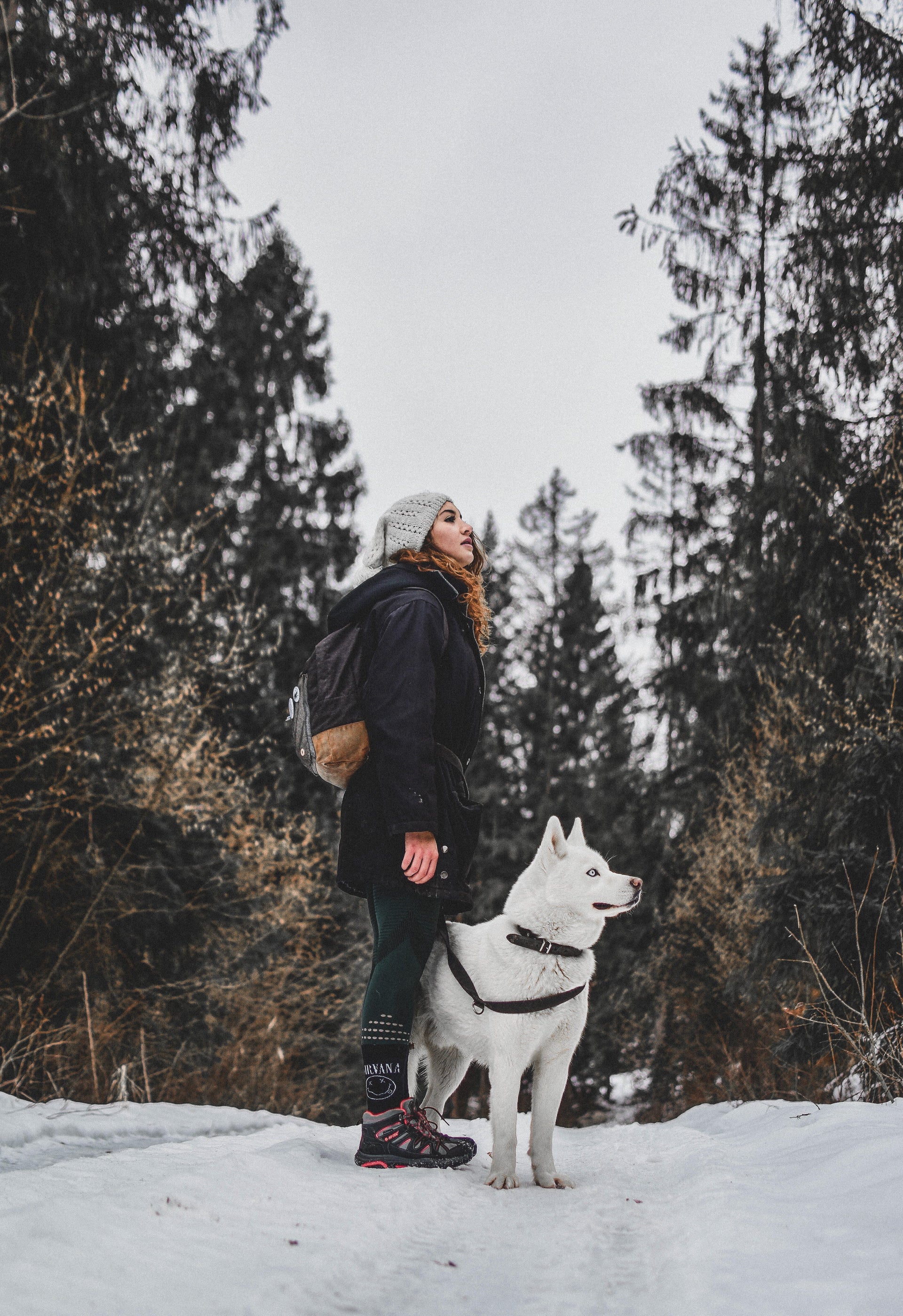 los pies de los perros se enfrían en la nieve