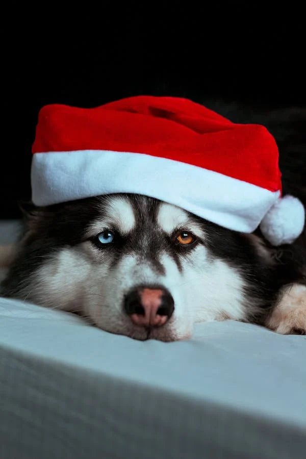 La salud de los perros durante las fiestas