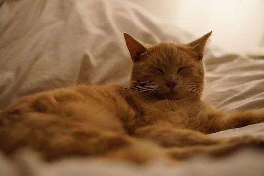 ¿Qué hacer si mi gato tiene la piel inflamada?