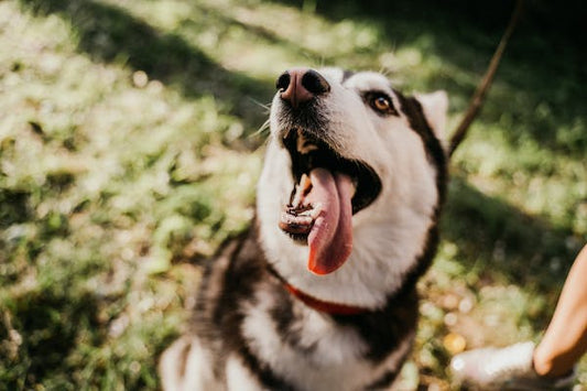 Los mejores suplementos para perros mayores