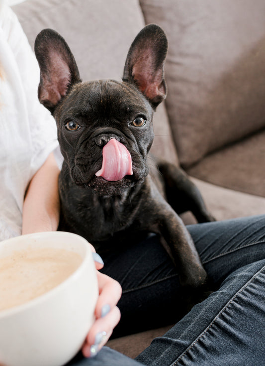 Perro de raza pequeña en el sofá con su tutora tomando un café con leche, ayudando a su perro con Immunokun a subir las defensas