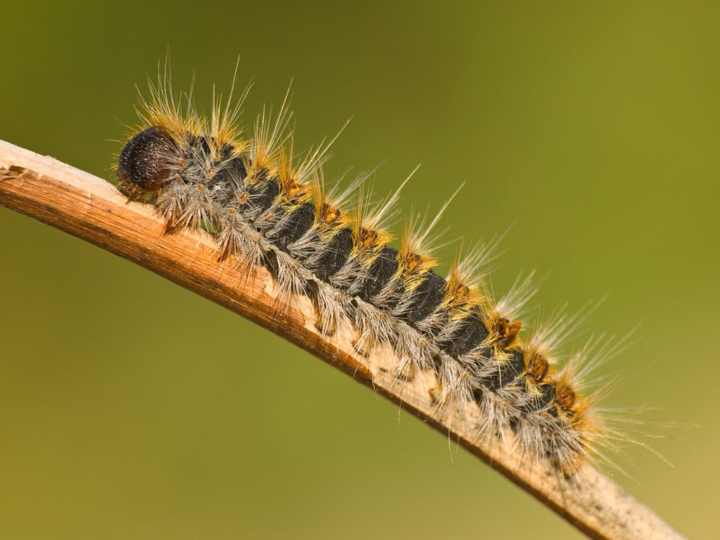 How to deal with the processionary caterpillar?