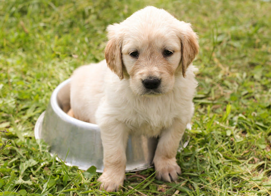 Cómo favorecer el bienestar digestivo de mi perro