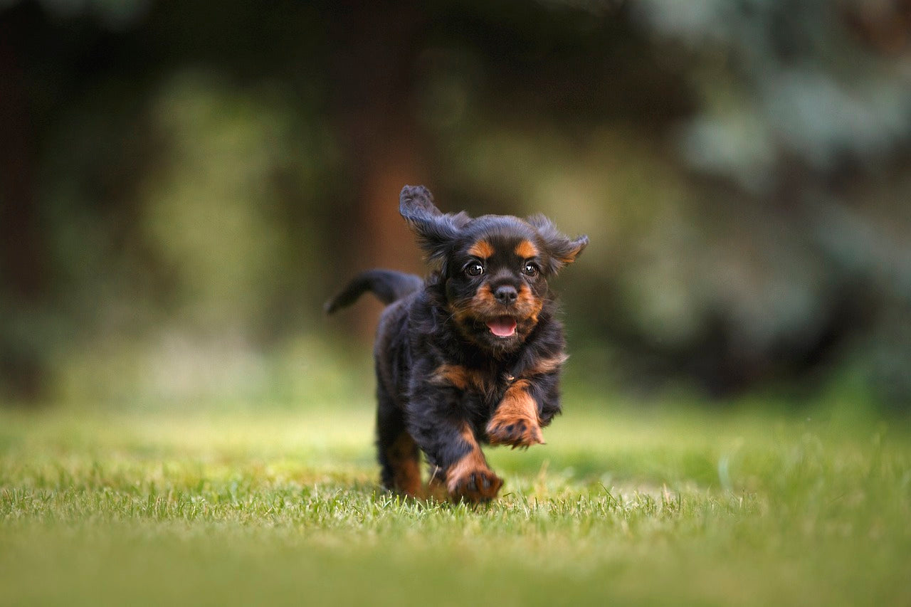 Patellar luxation in my dog – KUNKAY
