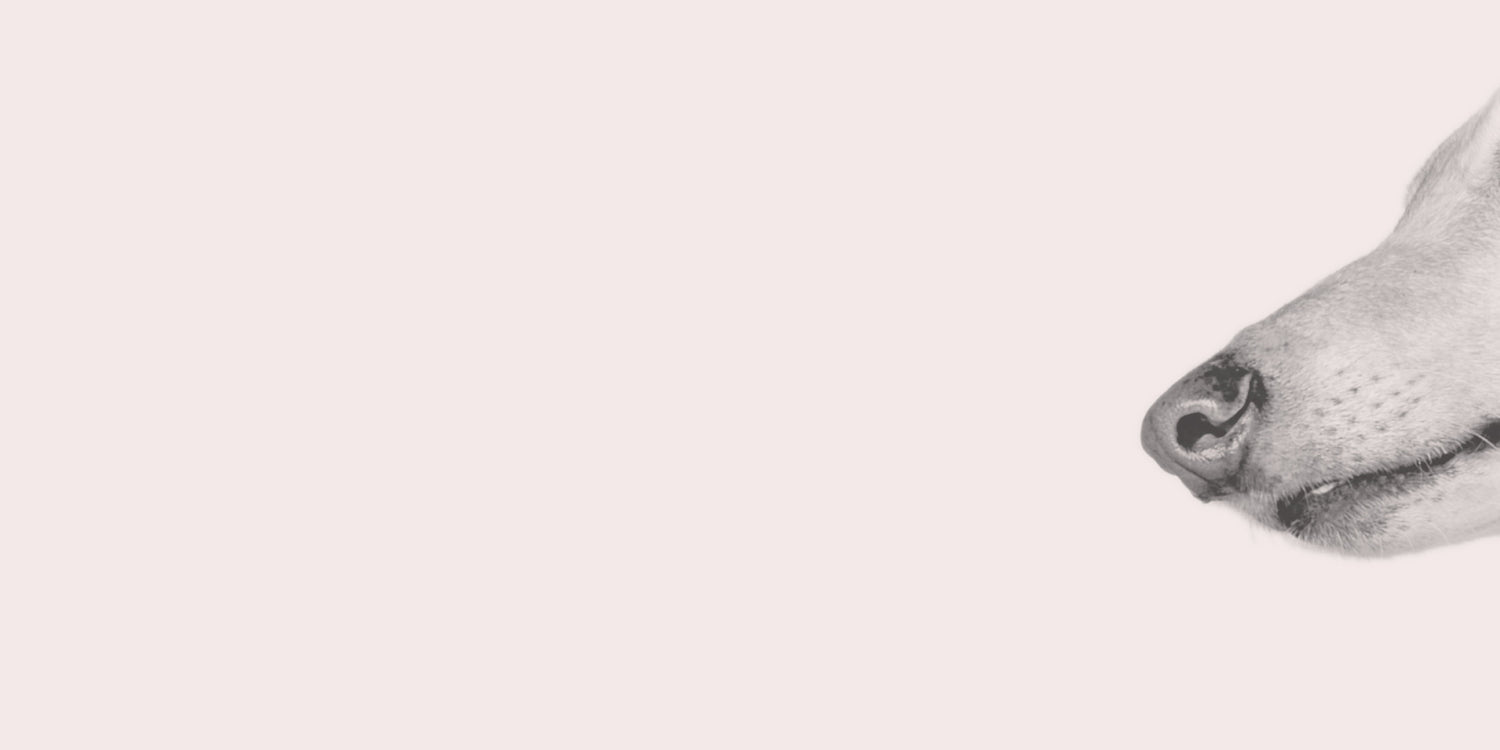 Suplementos para Perros