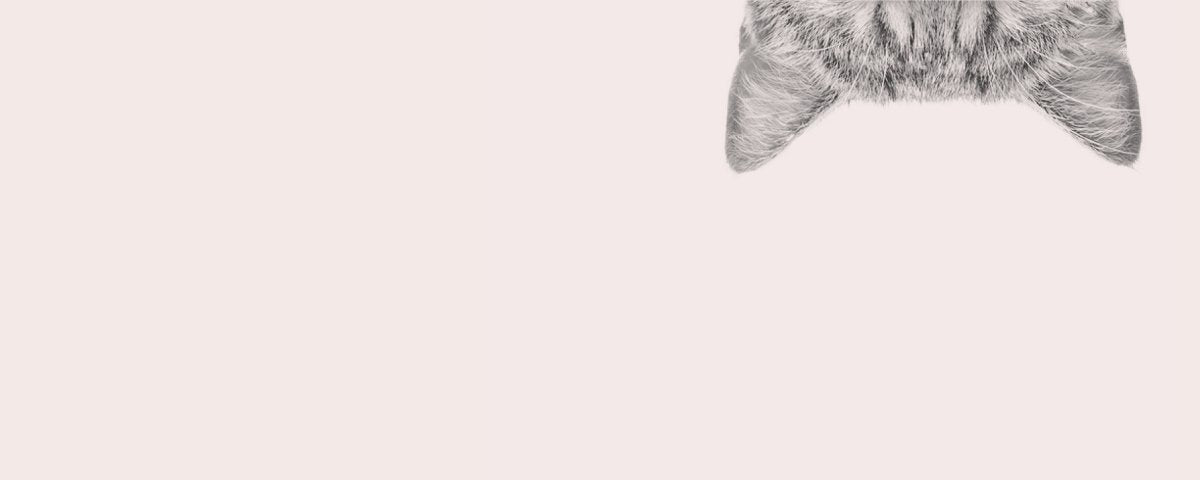 Suplementos para Gatos