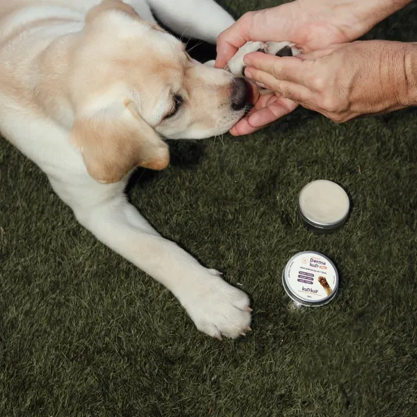 Dermakun balm (Perros y gatos - 50 ml) Bálsamo natural para almohadillas y trufa