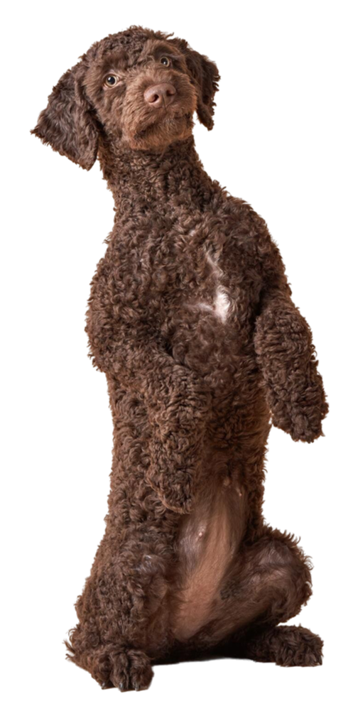 perro de agua cachorro con fondo transparente