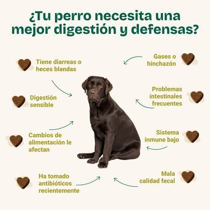 Probiotic Chews Perros - Suplemento para su Salud Intestinal