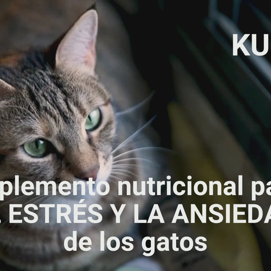 Suplemento natural para el estrés y la ansiedad de gatos