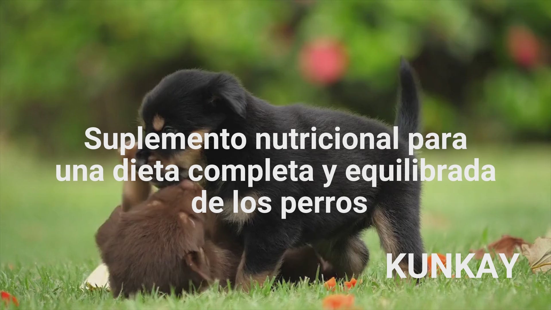 Suplemento nutricional para una dieta completa y equilibrada para perros