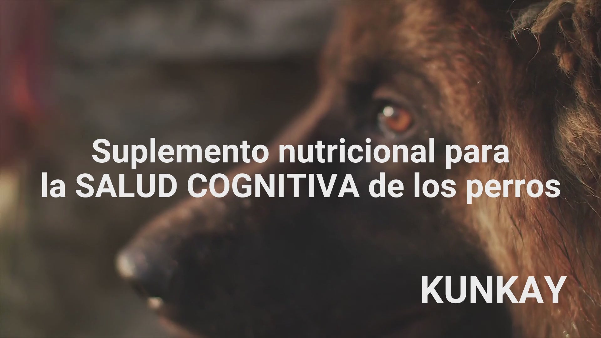 Suplemento natural para el envejecimiento cerebral de perros