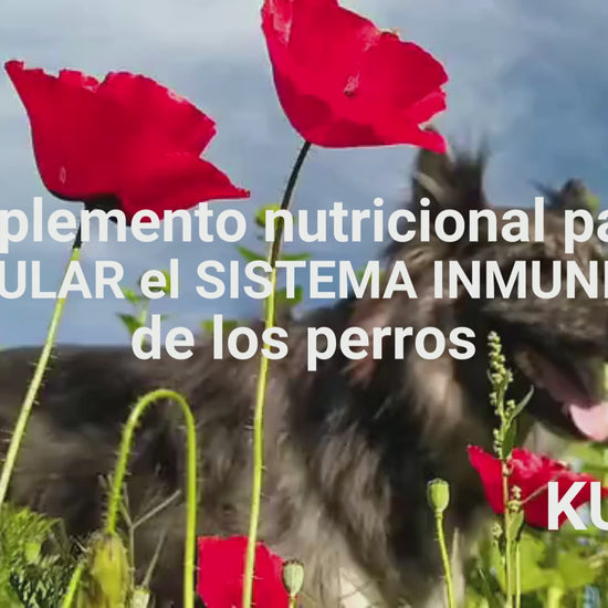 Suplemento natural para el sistema inmunitario de perros