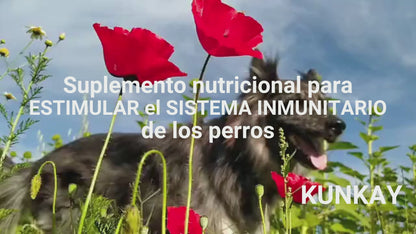 Suplemento natural para el sistema inmunitario de perros