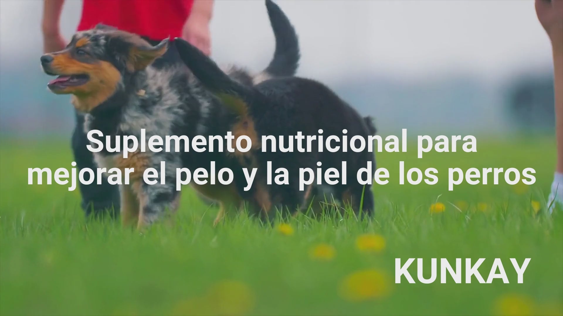 Suplemento natural para el pelo y la piel de perros